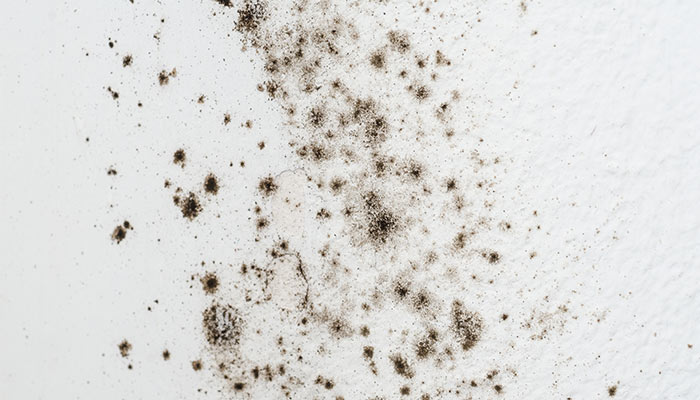 Al&eacute;rgenos en el hogar